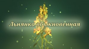 Льнянка обыкновенная