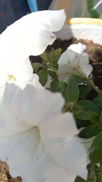 Петунья! смотреть онлайн