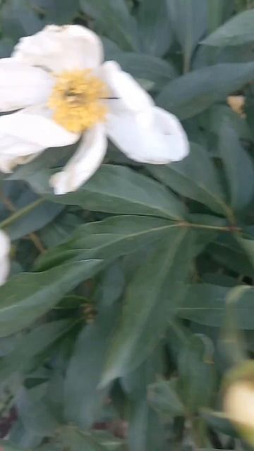 Пиончик! смотреть онлайн