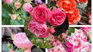 Компаньоны для Роз!