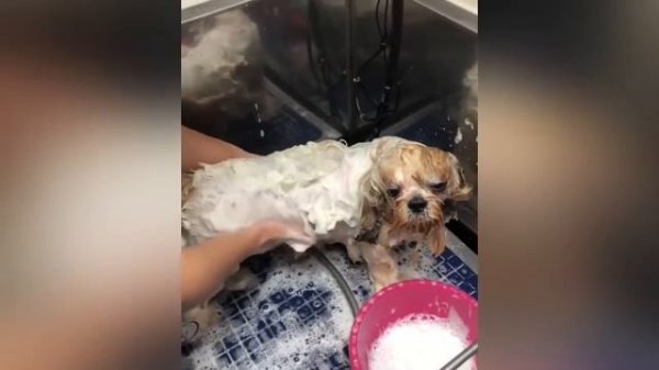 Груминг ши-тцу