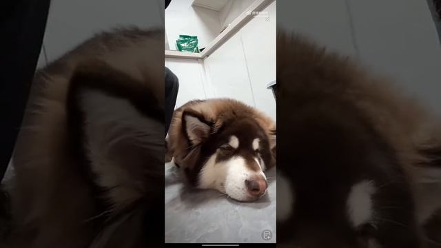 01-02-26г, трансляция с Daigaozheng и Эрбао 👨🏻🐕