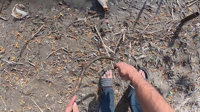 САМАЯ УБОЙНАЯ ОСНАСТКА НА САЗАНА! СУМАСШЕДШИЙ КЛЁВ НА ЖМЫХ! Наловил столько, аж пришлось выпускать. смотреть онлайн