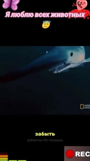 Животные приколы и не только😅