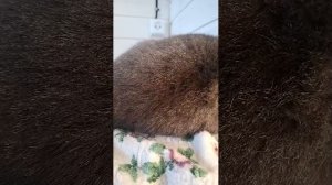 Кошечка моя)🐱🐶😂