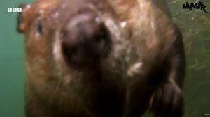 Трудолюбивые бобры строят плотину в преддверии зимы