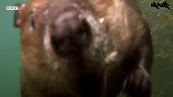 Трудолюбивые бобры строят плотину в преддверии зимы