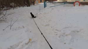 На обходе котик Тишка.