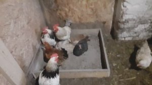 от внешних паразитов у курей: от блох, клопов, вшей, клещей и пероедов