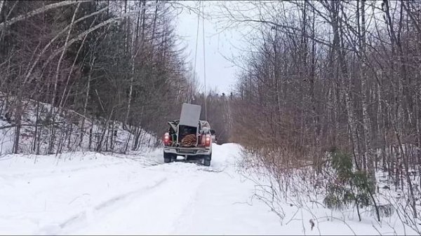 Отловленного у села Найхин амурского тигра выпустили в дикую природу