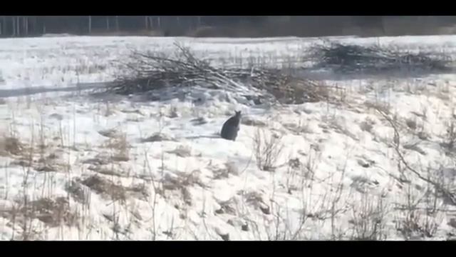 Как мы ловили кенгуру?