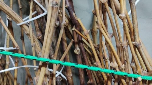 К-Ш ПРЕМЬЕР, ЛЕОН И ВКУСНЯШКИ!!!🍇🍇 Telegram, WhatsApp, Vlber и MAX +79528500417. ТЕЛ.+79054033245.