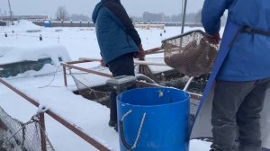 Запуск форели