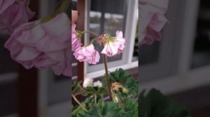 пеларгония ЮВ Звезда водолея