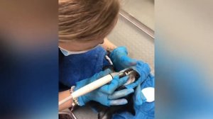 Чистка зубов для собак