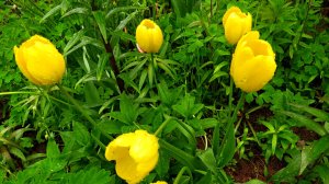 Весеннее цветение и птицы...