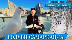 БОЙНЫЕ ГОЛУБИ САМАРКАНДА. ОТКРЫТИЕ СЕЗОНА. ВЫПУСК ГОЛУБЕЙ РАДИ МИРА ВО ВСЁМ МИРЕ. #голуби #pigeon