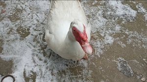 История моего селезня//Живой двор//Первый блин комом.