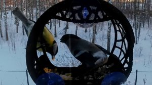 Фронтальный ракурс. Миссис Снегирь.