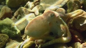 Великолепный Ося❤️Бенефис АКТЕРА!..Красное море.Макади.Бухта Шарм-Эль-Араб. Декабрь 2025.