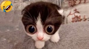 СМЕШНЫЕ КОТЫ 2026 ЛУЧШИЕ ПРИКОЛЫ С КОТАМИ, КОШКИ, ЖИВОТНЫЕ, СМЕШНОЕ ВИДЕО