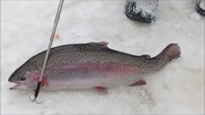 Продолжаем ловить на Спорт-зоне. Клёвое место Лосиный остров.