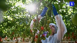 В тепличном комплексе Краснодарского края собирают урожай томатов