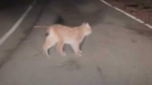 На дорогах в Сочи произошло несколько встреч автомобилистов с дикими животными