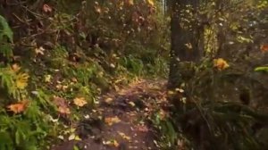 Прогулка по дождливому осеннему лесу. Бинауральное аудио (звуки дождя и природы)