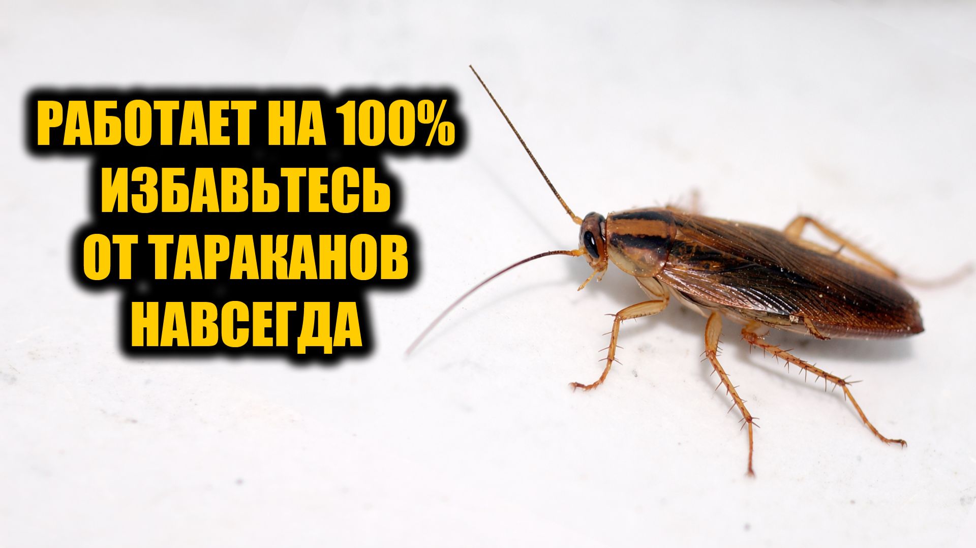 Тараканы исчезли за 5 минут! Простой способ который избавит вас от тараканов навсегда смотреть онлайн