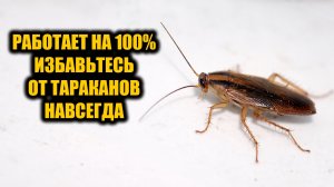 Тараканы исчезли за 5 минут! Простой способ который избавит вас от тараканов навсегда