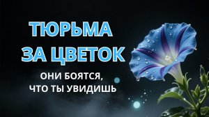 Ипомея трёхцветная: Почему система боится обычного вьюнка?