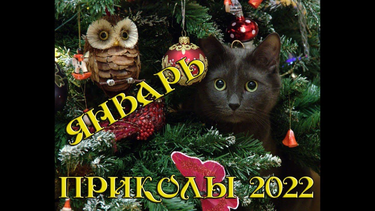 ЛУЧШИЕ ПРИКОЛЫ ЯНВАРЬ 2022|10 МИНУТ СМЕХА ДО СЛЕЗ| tik tok |тик ток| инстаграм| Лучшие приколы 2022