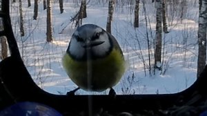 Фронтальный ракурс. Лазоревка.