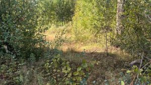 обзор участка