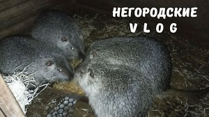 Сегодня у НУТРИЙ "быстрая" каша. 03.02.26