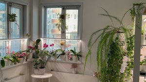 С чего НАЧАЛАСЬ моя любовь к ОРХИДЕЯМ 🧚♀️