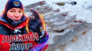 ДИКИЙ ЖОР ЩУКИ С ОДНОЙ ЛУНКИ! РЫБАЛКА В ХАНТАХ В ГЛУХОЗИМЬЕ.