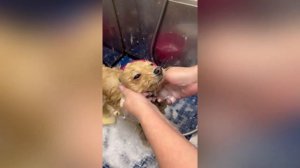 Линька шпица перед весной