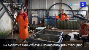 На развитие аквакультуры можно получить субсидию