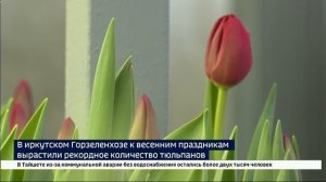 Букеты в каждый дом. К праздникам в иркутском Горзеленхозе вырастили рекордное количество тюльпанов