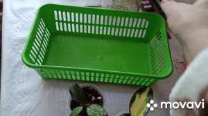 12 февраля апатия на всё.Новые хойи и др цветы