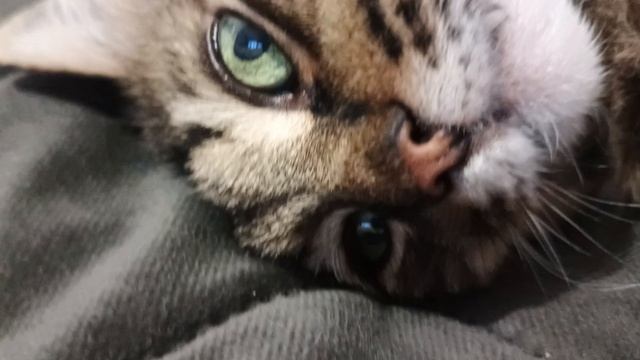 Звук правильно работающего котомотора 🤣😼