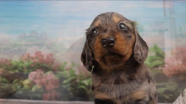 Гекльберри Финн из Страны Грёз