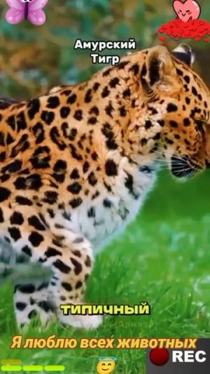 Животные приколы и не только😅