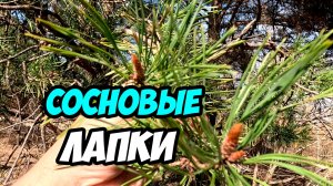 Сосновая лапка с хвоей - зачем собирать и в чём польза?