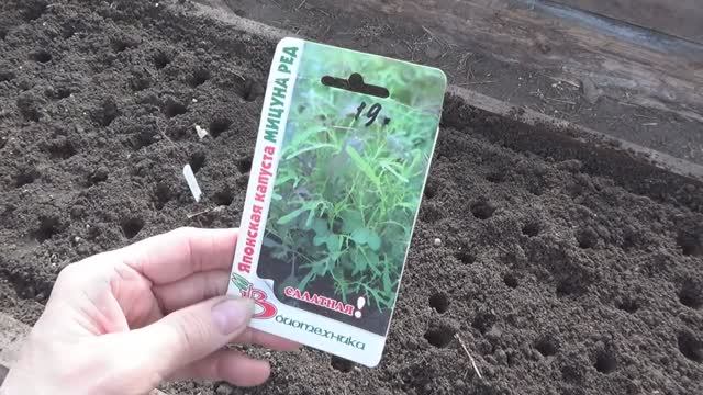 2222.  ВПЛ.  Теплица, посевы лука.