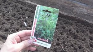 2222.  ВПЛ.  Теплица, посевы лука.