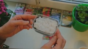 Середина февраля 2026 Шуршу семенами. Куплю ещё немного. Пикирую тимьян и снова сею землянику Руяна.