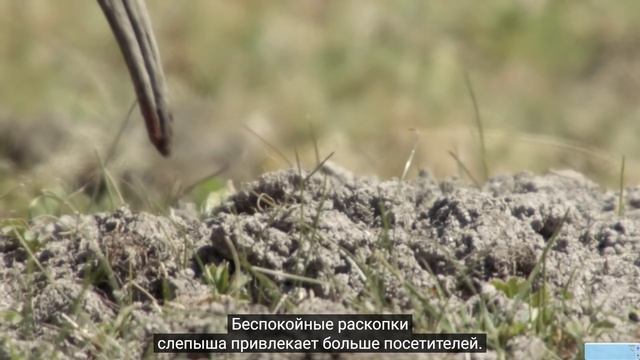 Животные. Мегети потерянный волк Африки. ПЕРЕВОД. док.фильм